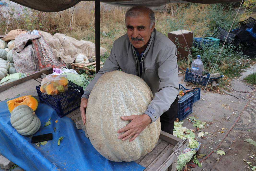 51 kiloluk dev kabak! 2 kişinin yardımıyla taşınıyor 4